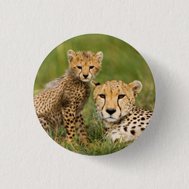 Chapa Redonda De 2,5 Cm Cheetah Cub y su padre en la hierba (Anverso)