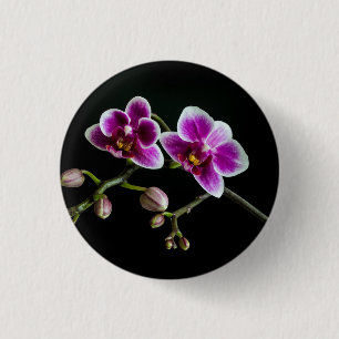Chapa Redonda De 2,5 Cm Color blanco rosado orquídea sobre blanco pálido n