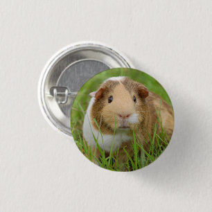 Chapa Redonda De 2,5 Cm Conejillo de Indias tricolor lindo en hierba verde