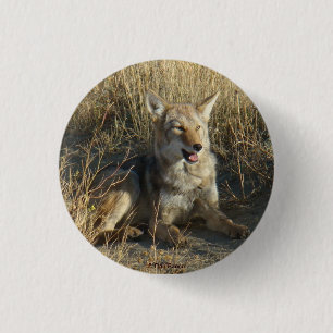 Chapa Redonda De 2,5 Cm Coyote R18 acostado
