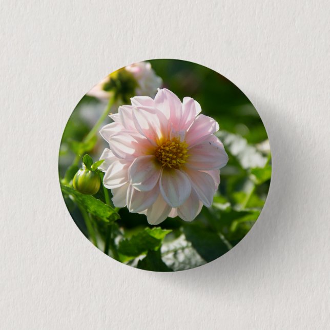 Chapa Redonda De 2,5 Cm Dahlia blanca en la foto del jardín (Anverso)