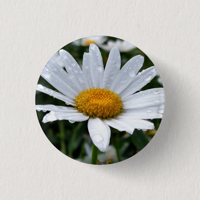 Chapa Redonda De 2,5 Cm Daisy Morning Dew (Anverso)