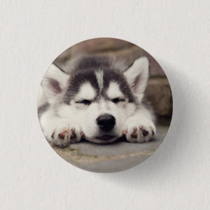 Chapa Redonda De 2,5 Cm Dulce cachorro siberiano espantado