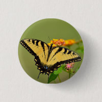 Eastern Tiger Swallowtail Butterfly