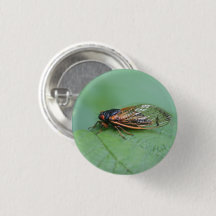 Foto Cicada