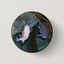 Foto de pez Yin Yang