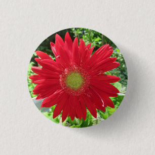 Chapa Redonda De 2,5 Cm Foto del bonito Red Gerbera Daisy