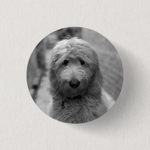 Chapa Redonda De 2,5 Cm Goldendoodle Puppy En El Patio Trasero