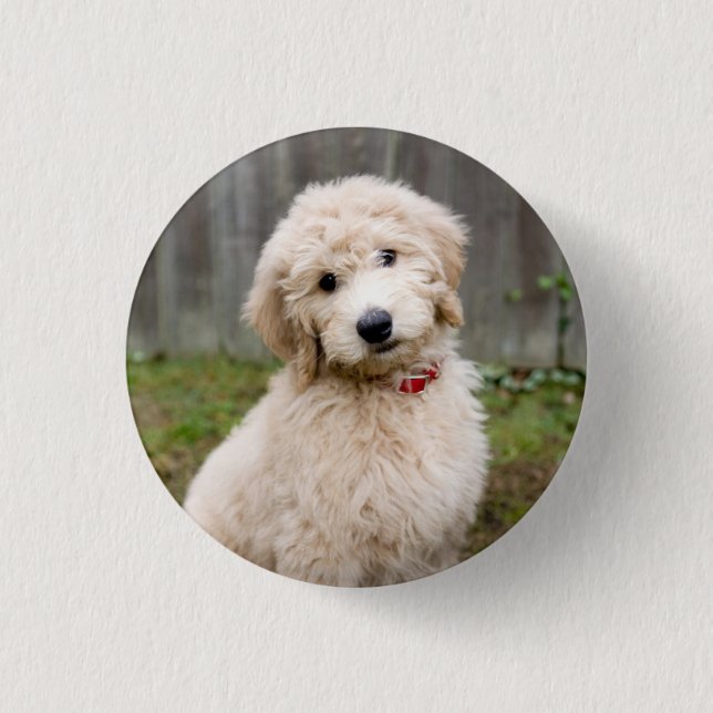 Chapa Redonda De 2,5 Cm Goldendoodle Puppy Sits In Grass (Anverso)