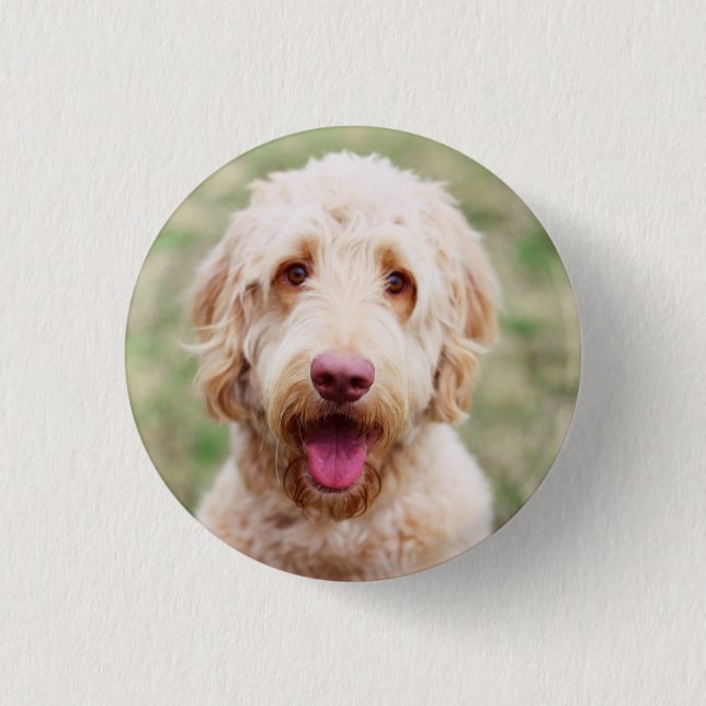 Chapa Redonda De 2,5 Cm Goldendoodle Smiling (Anverso)