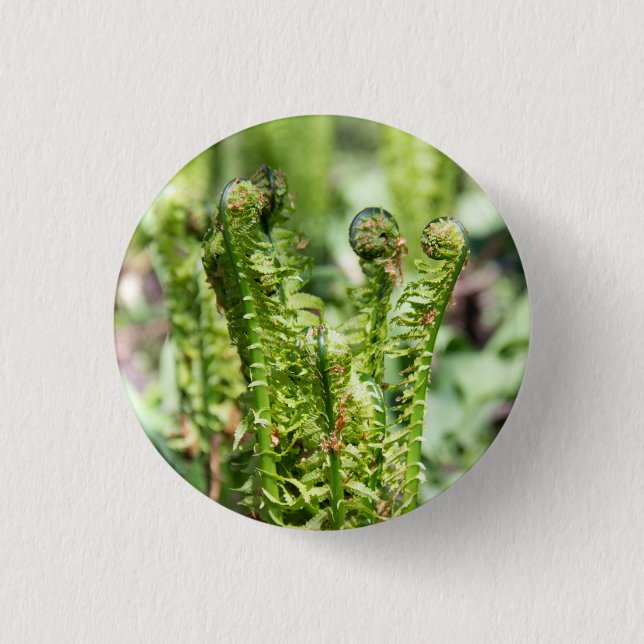 Chapa Redonda De 2,5 Cm Helecho joven despertando en el jardín   (Anverso)