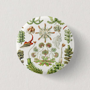 Chapa Redonda De 2,5 Cm Hepaticae Lebermoose por Ernst Haeckel