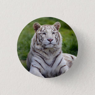 Chapa Redonda De 2,5 Cm Hermosa foto de tigre blanco