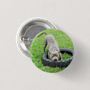 Chapa Redonda De 2,5 Cm Joven Staffy Macho Jugando Con Su Neumático,