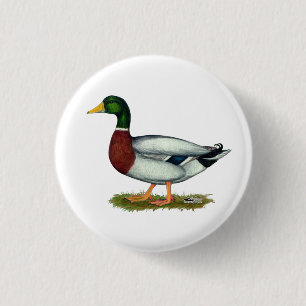 Chapa Redonda De 2,5 Cm Mallard Duck Drake