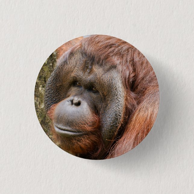 Chapa Redonda De 2,5 Cm Orangután machista (Anverso)
