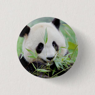 Chapa Redonda De 2,5 Cm Panda gigante de la foto botón, animales 0036.