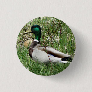 Chapa Redonda De 2,5 Cm Pato macho Mallard B55 en la hierba