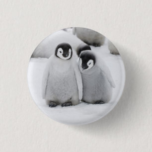 Chapa Redonda De 2,5 Cm Pollitos de Pingüino Emperador en Hielo en Antárti