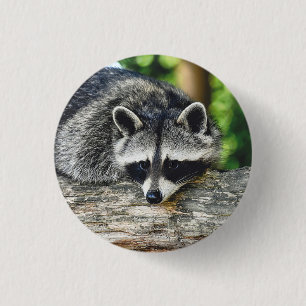 Chapa Redonda De 2,5 Cm Raccoon Log Mammal de Vida Silvestre