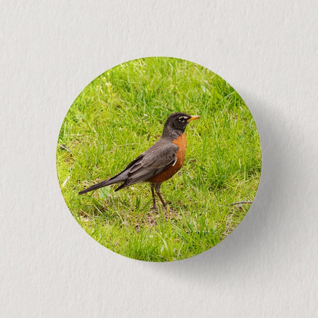 Chapa Redonda De 2,5 Cm Robin estadounidense (Anverso)