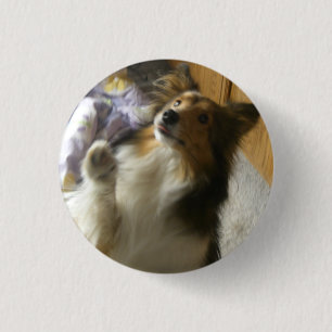 Chapa Redonda De 2,5 Cm Shetland Sheepdog Pidiendo
