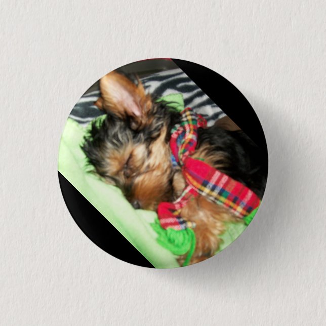 Chapa Redonda De 2,5 Cm Snuggle de Yorkie (Anverso)