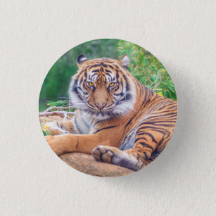 Chapa Redonda De 2,5 Cm Sorprendente rebote de la fotografía del tigre