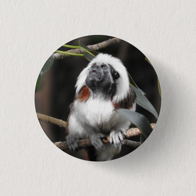 Chapa Redonda De 2,5 Cm Tamarin Badge (Anverso)