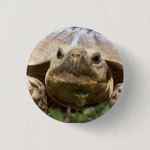 Chapa Redonda De 2,5 Cm Tortuga de Sulcata
