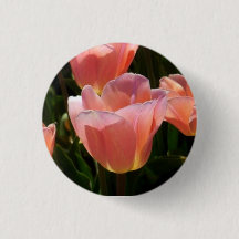 Tulip rosa