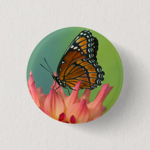 Chapa Redonda De 2,5 Cm Una mariposa vicerrey en una Zinnia