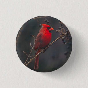 Chapa Redonda De 2,5 Cm Wildlife Red Cardinal Photo