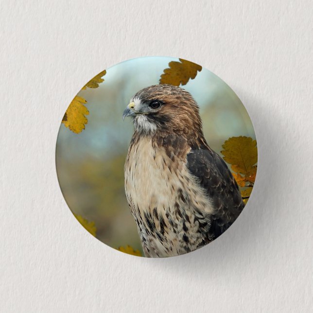 Chapa Redonda De 2,5 Cm Wildlife Red Tail Hawk Autumn Photo (Anverso)
