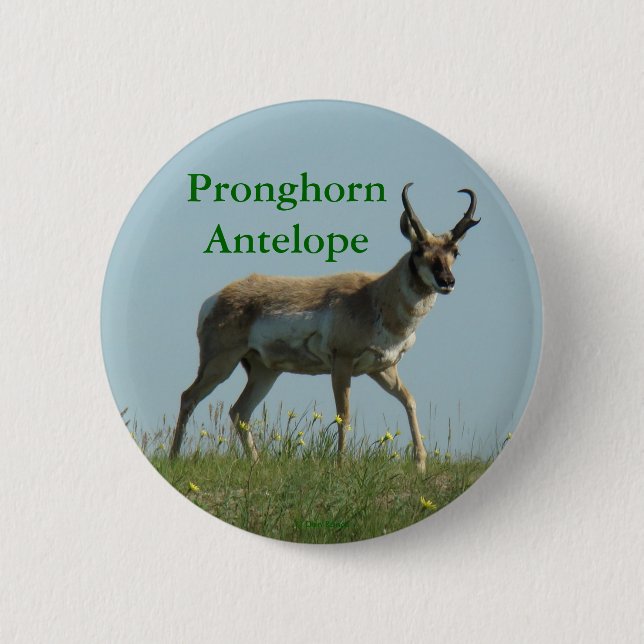 Chapa Redonda De 5 Cm A10 Pronghorn Antelope (Anverso)