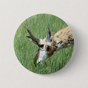 Chapa Redonda De 5 Cm A11 Pronghorn Antelope