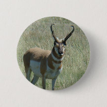 A13 Pronghorn Antelope