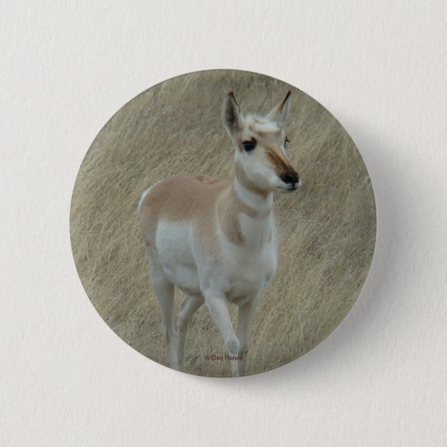 Chapa Redonda De 5 Cm A17 Pronghorn Antelope (Anverso)