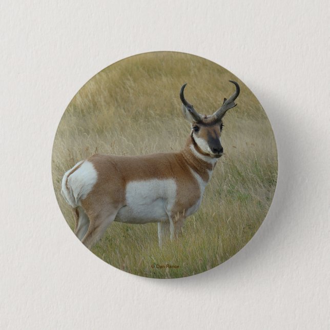 Chapa Redonda De 5 Cm A1 Pronghorn Antelope (Anverso)