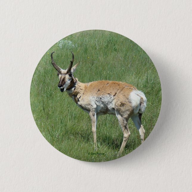 Chapa Redonda De 5 Cm A3 Pronghorn Antelope (Anverso)