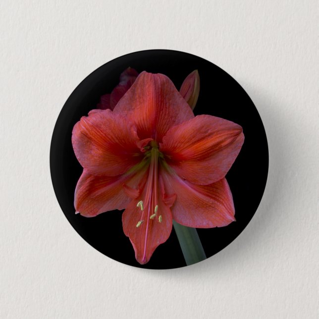 Chapa Redonda De 5 Cm Amaryllis (Anverso)