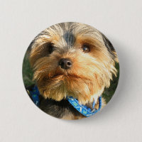 Amo Yorkies