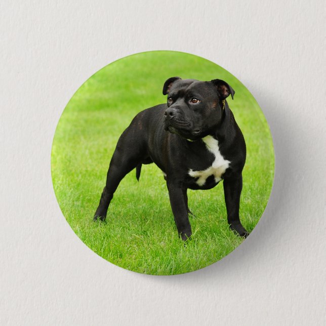 Chapa Redonda De 5 Cm Amstaff negro (Anverso)
