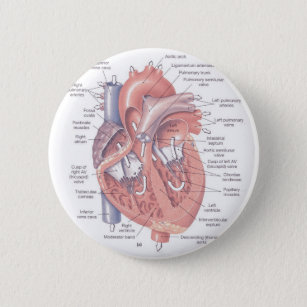Chapa Redonda De 5 Cm Anatomía del corazón