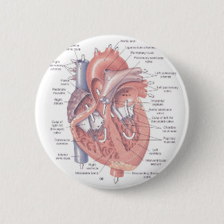 Chapa Redonda De 5 Cm Anatomía del corazón