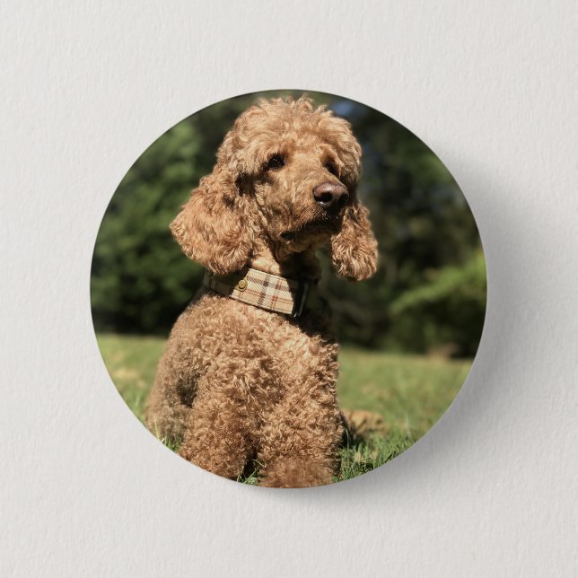 Chapa Redonda De 5 Cm Apricot Poodle Customizable (Anverso)