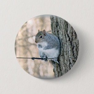 Chapa Redonda De 5 Cm ardilla gris - Sciurus carolinensis