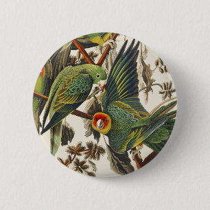 Chapa Redonda De 5 Cm Arte de ave del loro de Carolina de Audubon vintag