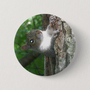 Chapa Redonda De 5 Cm Artículos de la ardilla gris oriental (Sciurus car