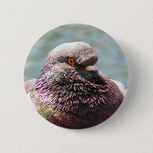 Ascendente cercano de la paloma